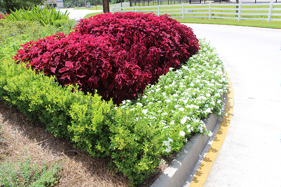 Image 1 Coleus.JPG thumbnail